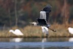 Cenerino in volo...