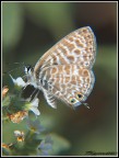 Farfa... Farfa...