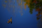 semplice autunno semplice autunno
