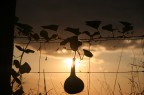 Zucca al tramonto Zucca al tramonto