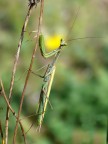 Mantide aurea.