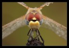 Ritratto sympetrum fonscolombii