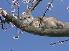 Animali Animali