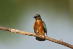 scrollatina scrollatina