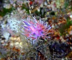flabellina flabellina