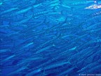 barracuda barracuda