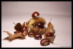 ..ancora 8 castagne... ..ancora 8 castagne...
