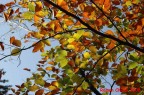 COLORI AUTUNNALI COLORI AUTUNNALI