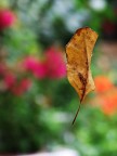 Autunno... cadono le foglie Autunno... cadono le foglie