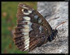 Farfalla