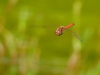 In Volo In Volo