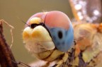 Libellula - muso Libellula - muso