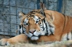 tigre... tigre...