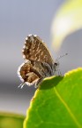 farfallina farfallina