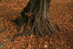 radici in autunno radici in autunno