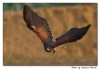 Falco di harris Falco di harris