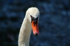 cigno cigno