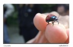 coccinella coccinella