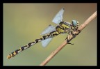 Onychogomphus forcipatus Onychogomphus forcipatus