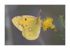 Colias crocea