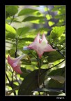 Rosa nel verde...