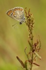 Altra piccolina Altra piccolina