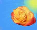 ..rosa..o ..Meteora... ..rosa..o ..Meteora...
