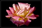 L'ultima rosa L'ultima rosa
