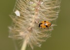 ...arancione... ...arancione...