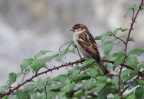 Passerotto bagnato fra i rovi...