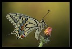 Papilio macaon Papilio macaon