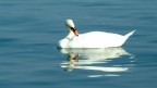 Cigno Cigno