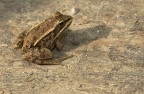 Pelophylax lessonae Pelophylax lessonae