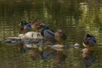 quattro chiacchere sull'acqua quattro chiacchere sull'acqua