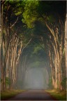 Pineta Pineta