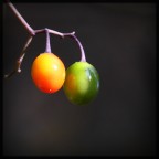 Autumn Autumn