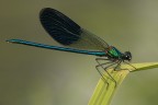 Calopteryx splendes