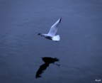 Nel Blu2 Nel Blu2
