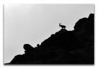 Silouette Silouette