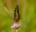 Papilio Macaon Papilio Macaon