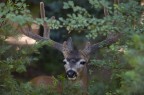 Un Daino, nel parco nazionale di Yosemite (California)