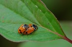 Giovani coccinelle Giovani coccinelle