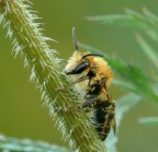 Vespa mattino presto