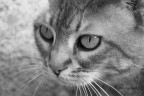 Il gatto grigio 2 Il gatto grigio 2