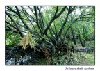 Intrecci della natura Intrecci della natura