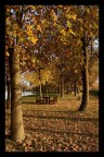 Parco S.Lorenzo, Pegognaga (MN)
Autunno 2007

Commenti e critiche sempre ben accetti :)
