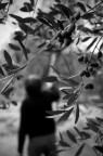 La raccolta delle olive La raccolta delle olive