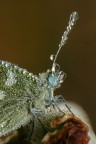 Euchloe ausonia Euchloe ausonia