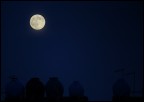 Savana al chiaro di luna... Savana al chiaro di luna...