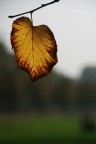 Avviso d'autunno